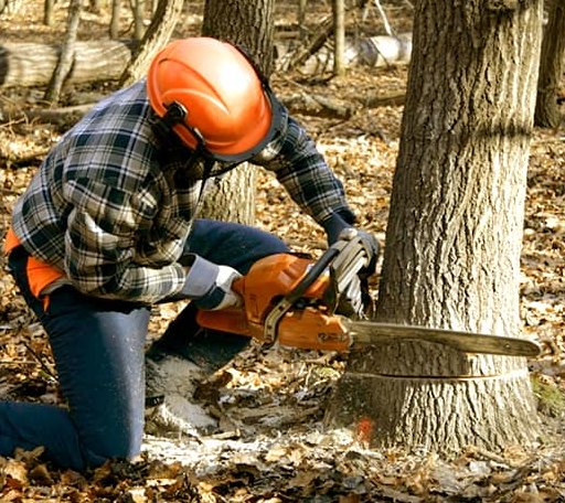 Tree Removal in Dallas, PA